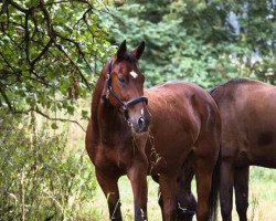 Dressurpferd Dusty Twonelly (Deutsches Reitpferd, 2001, von Dark Rubin)