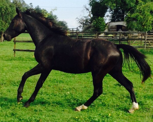 dressage horse DD Tolstoi (Westphalian, 2012, from Totilas)