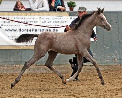 jumper BS Shalin (Arabian thoroughbred, 2010, from Al Ashar Ox)