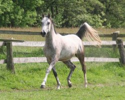 jumper Badi AL Zaman (Arabian thoroughbred, 2010, from Al Ashar Ox)