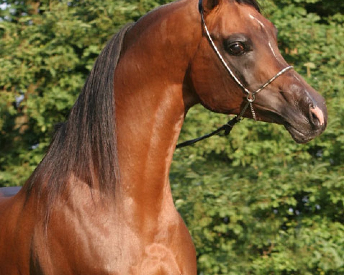 stallion Shaklan Ibn Bengali ox (Arabian purebred, 1997, from FS Bengali ox)