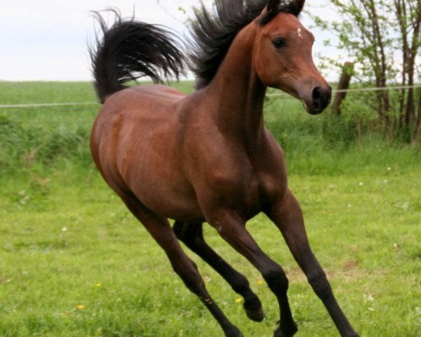 horse Al Adyn (Arabian thoroughbred, 2011, from Shaklan Ibn Bengali ox)