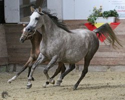 broodmare Aliya Athena (Arabian thoroughbred, 2007, from Ashur ox)