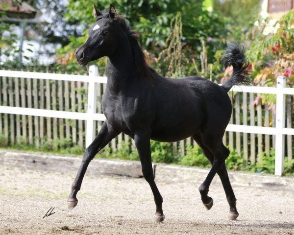 horse Kehsan Haleef ox (Arabian thoroughbred, 2014, from GR Moneef EAO)