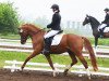 dressage horse Dancing Boy M (German Riding Pony, 2010, from Dance Star AT)