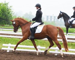 dressage horse Dancing Boy M (German Riding Pony, 2010, from Dance Star AT)