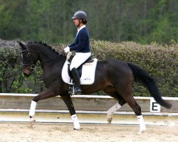 horse Nobless (German Riding Pony, 2009, from Nobelprinz)