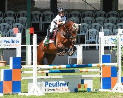 Springpferd Terbofens Contendro (Deutsches Reitpony, 2008, von Charivari)