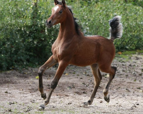 horse GR Ishan (Arabian thoroughbred, 2014, from Maheeb ox)