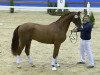 stallion Elholms Bonito (Danish Warmblood, 2012, from Boegegaardens Boney M)