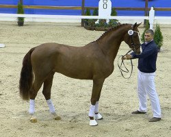 Deckhengst Elholms Bonito (Dänisches Warmblut, 2012, von Boegegaardens Boney M)