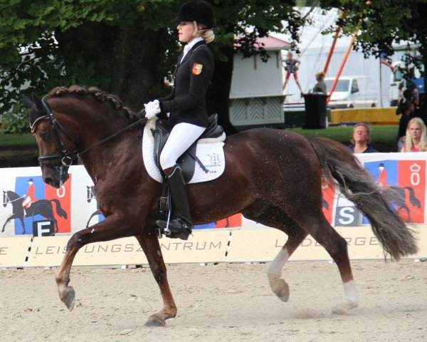 stallion Crown High Society (German Riding Pony, 2001, from Hattrick)