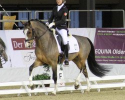 dressage horse Bocelli 30 (German Riding Pony, 2003, from Black Boy)