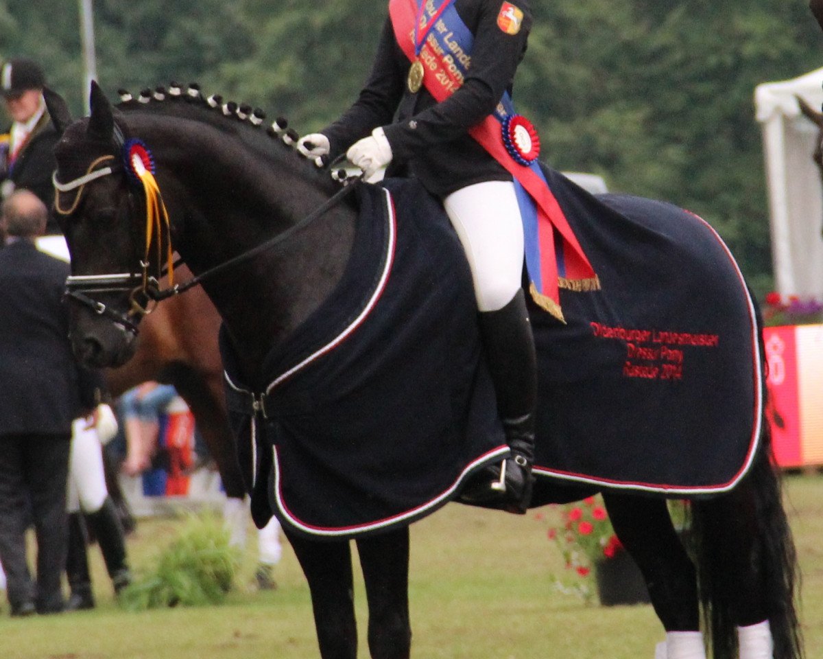 stallion Popcorn WE (German Riding Pony, 2006, from Plaisier)
