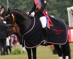 stallion Popcorn WE (German Riding Pony, 2006, from Plaisier)