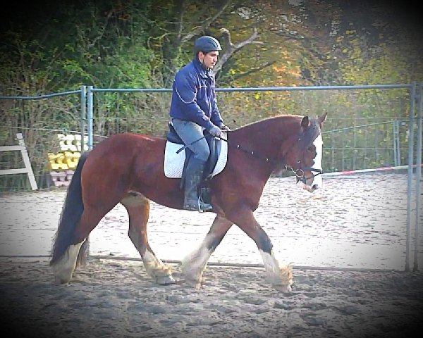 Pferd Wallach von Tobi P (Tinker / Irish Cob / Gypsy Vanner, 2007, von Tobi P)