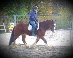 horse Wallach von Tobi P (Tinker / Irish Cob / Gypsy Vanner, 2007, from Tobi P)