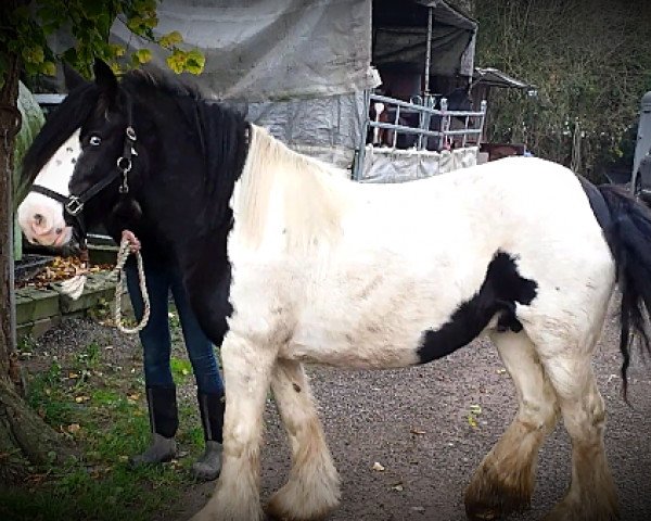 broodmare Tinkerstute (Tinker / Irish Cob / Gypsy Vanner, 2006)