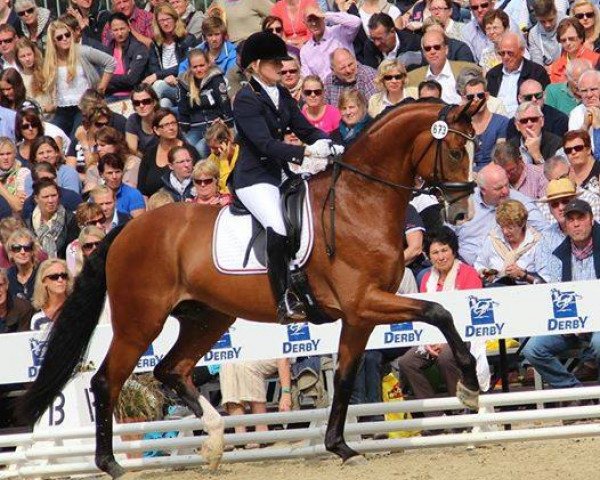 stallion Lilliano OLD (Oldenburg, 2011, from Lissaro)