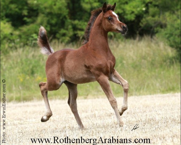 horse GR Mahal ox (Arabian thoroughbred, 2014, from GR Lahab EAO)