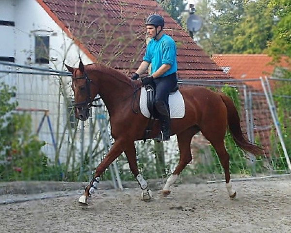 Pferd Stute von Wenckstern (Mecklenburger, 2004, von Wenckstern)