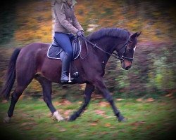 Pferd Wallach von Canados (Deutsches Reitpferd, 2009, von Canandos)