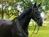 jumper Emily 174 (KWPN (Royal Dutch Sporthorse), 2009, from Pierrot)