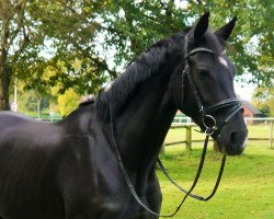 jumper Emily 174 (KWPN (Royal Dutch Sporthorse), 2009, from Pierrot)