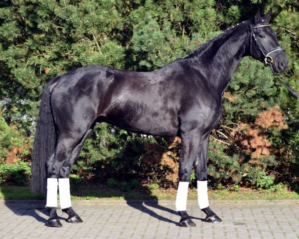 horse Picasso (Bavarian, 2009, from Parcelli)