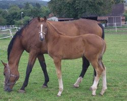 dressage horse Stute von All at once (Westphalian, 2014, from All At Once)