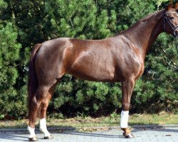 jumper Shakria (Hanoverian, 2010, from Sarkozy)