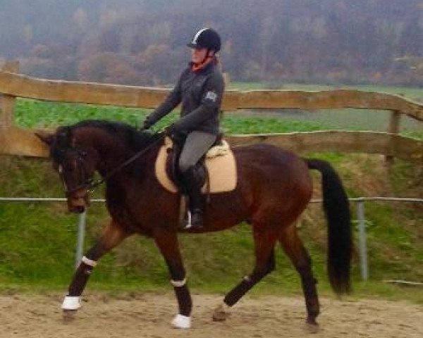 dressage horse Wallach von Sandro Bedo (Westphalian, 2011, from Sandro Bedo)