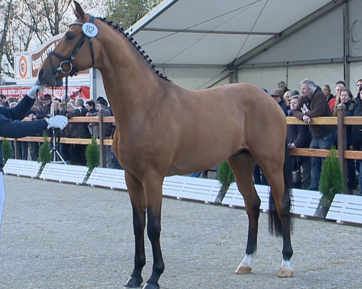 Deckhengst Blue Hors Zalabaster (Oldenburger, 2012, von Zack)