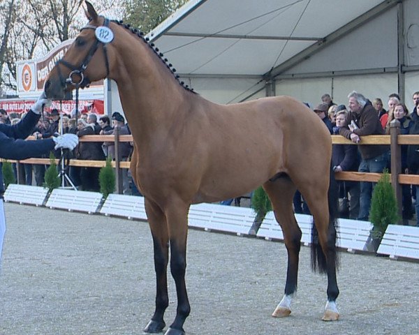 stallion Blue Hors Zalabaster (Oldenburg, 2012, from Zack)