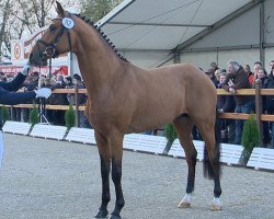 stallion Blue Hors Zalabaster (Oldenburg, 2012, from Zack)