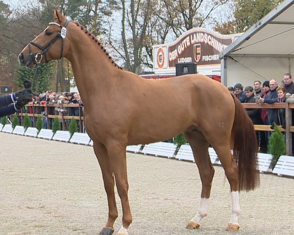 stallion Delmonte 7 (Oldenburg, 2011, from Destano)