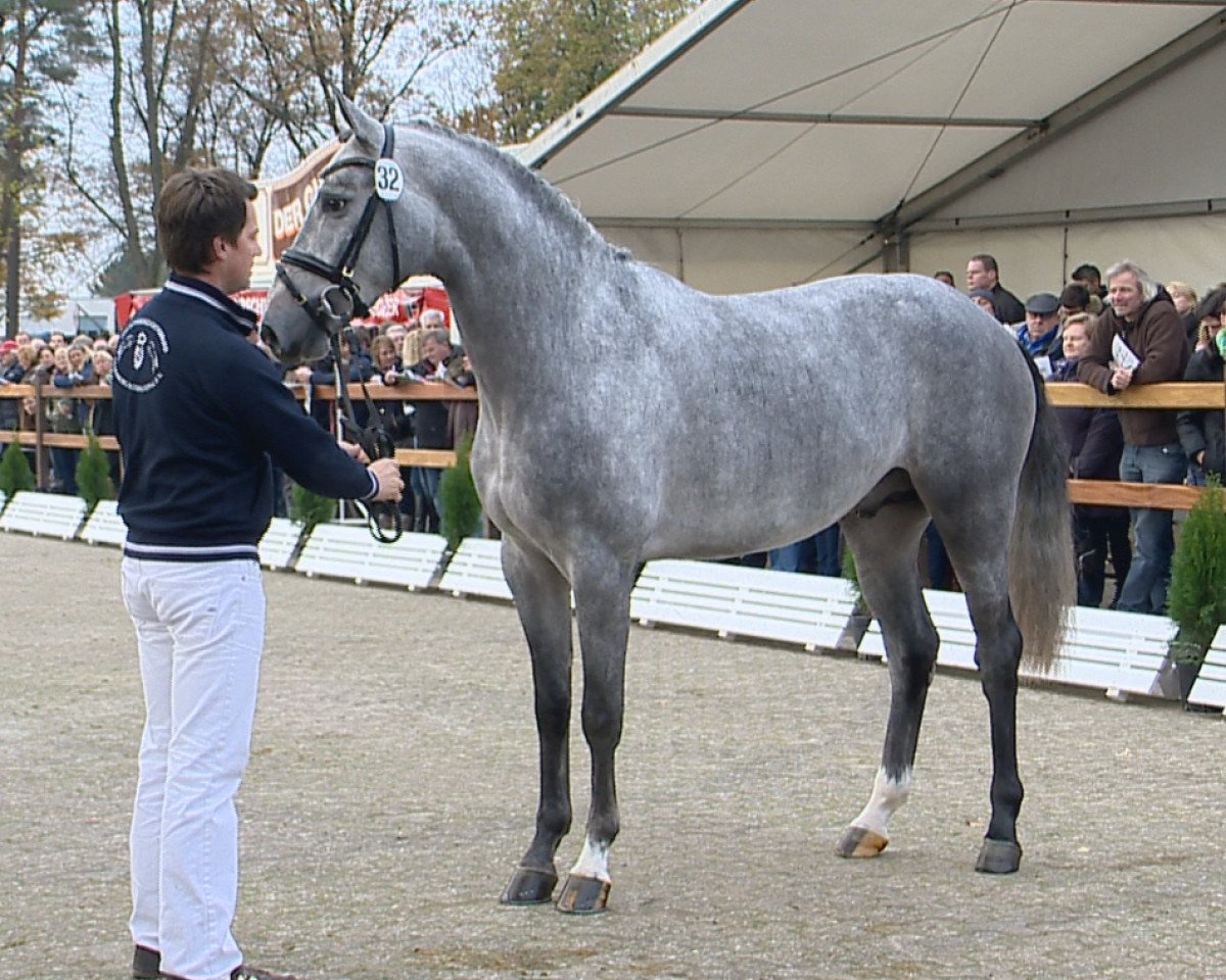 stallion Twilight 35 (Zangersheide riding horse, 2012, from Toulon)