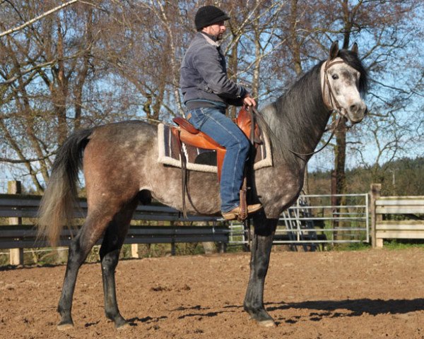 horse Oktan (Arabian thoroughbred, 2011, from Equifor ox)