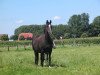 broodmare Virgina (German Riding Pony, 1991, from Vagabund)