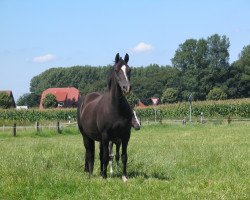 Zuchtstute Virgina (Deutsches Reitpony, 1991, von Vagabund)