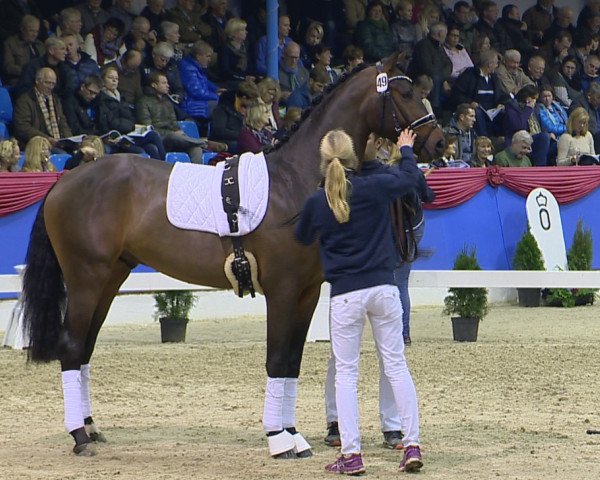 stallion Baryshnikov 4 (Oldenburg, 2012, from Bretton Woods)