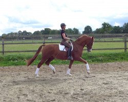 dressage horse Lilitho (Hanoverian, 2008, from Lauries Crusador xx)