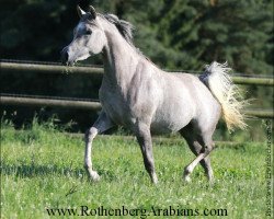 broodmare GR Mahrabi EAO (Arabian thoroughbred, 2012, from GR Lahab EAO)