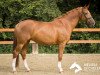 broodmare Equinox 12 (Westphalian, 2008, from Estobar NRW)