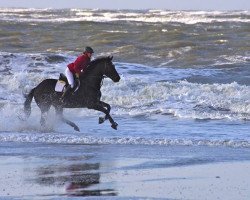 Springpferd Silvia (KWPN (Niederländisches Warmblut), 1999, von Lester)