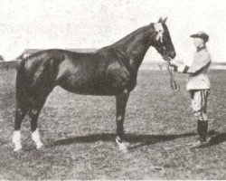 broodmare Printa 1878 (Swedish Warmblood, 1920, from Presto)