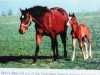 broodmare Special xx (Thoroughbred, 1969, from Forli xx)