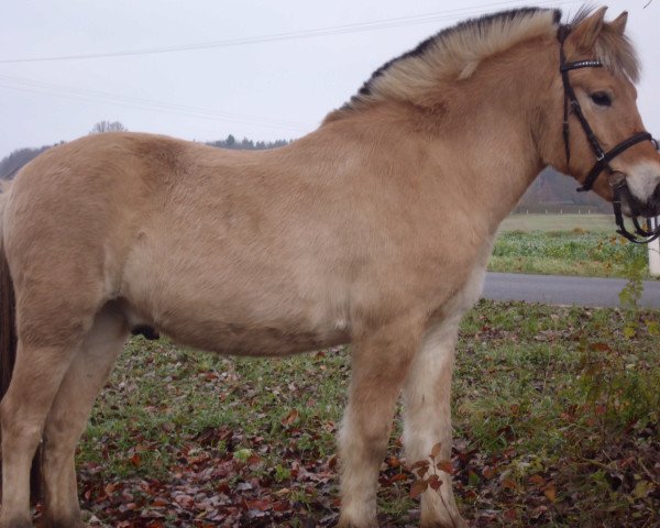 horse Ivan (Fjord Horse, 2011)