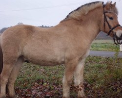 horse Ivan (Fjord Horse, 2011)