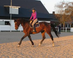 Springpferd I'm Ballade du Balou (Schwedisches Warmblut, 2004, von Balou du Rouet)